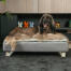 Hund sitter på Omlet Topology hundeseng med vattert topper og hvite skinneføtter