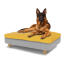 Hund som sitter på stor Topology memory foam hundeseng med lett å rengjøre beanbag topper og runde treføtter