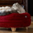Katt sitter på rød rouge Omlet smultring katt seng