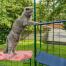 Katt som klatrer fra rød utekatthylle til blå utekattehylle i Omlet catio