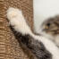 Katt som skraper en moderne skrapestolpe i papp