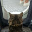 Katt sitter i Maya kattesøppel får privatliv