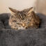 Kattunge som sover i den myke, grå Maya smultring kattesengen