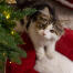 Kattunge i Omlet julekatteseng