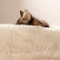 Katt som sover på myk Snow hvit Maya smultring katteseng