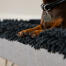 Tekkel i en grå mikrofiber topper for Topology vaskbar hundeseng