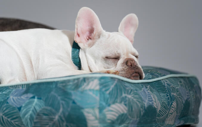 White Frenchie resting his head on a soft and supportive Omlet Cushion Dog Bed