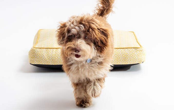 A puppy walking away from the Honeycomb Pollen cushion dog bed.