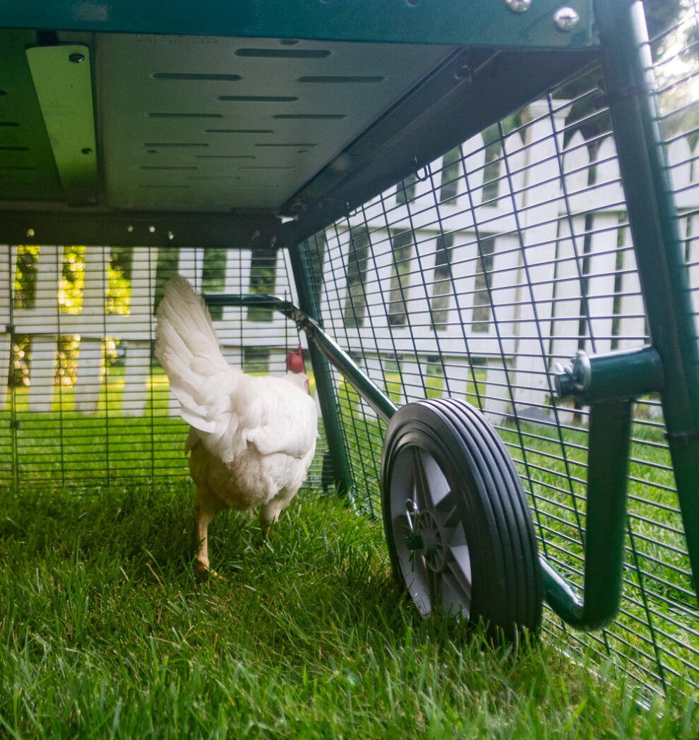 En kylling ved siden av Eglu hjulene som er festet til løpegården.