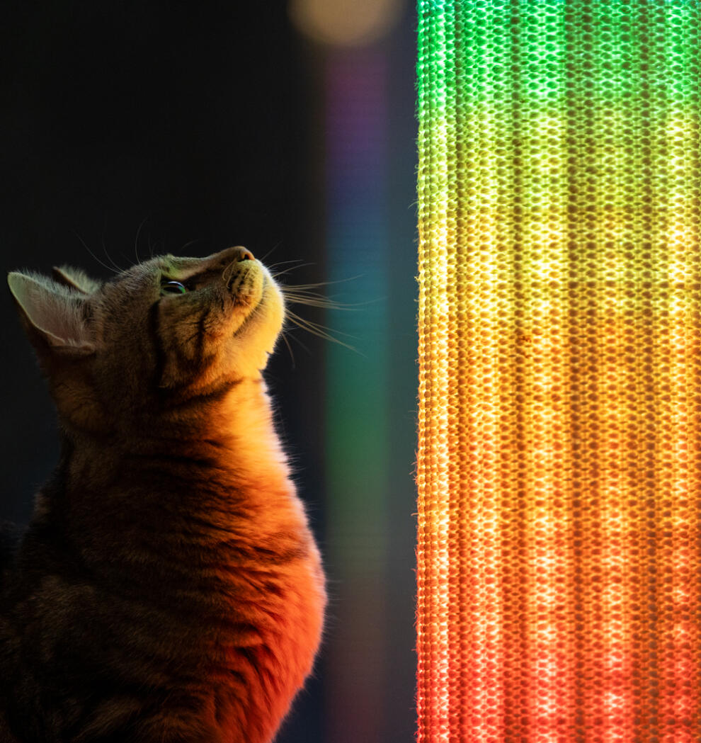 Nærbilde av en katt som ser opp på Switch klorestativ med regnbuelys.