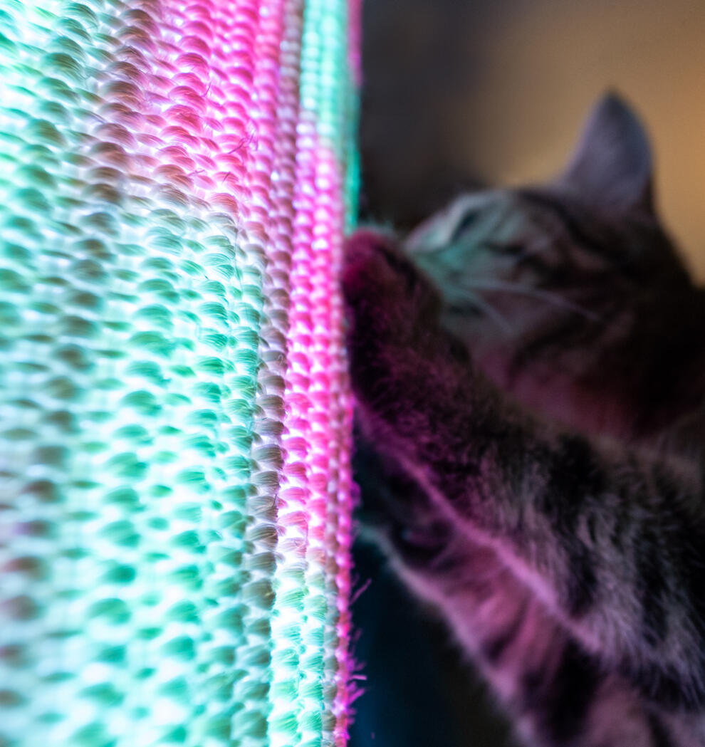 Nærbilde av en katt som klør seg på en sisalhylse med lilla og blått lys.