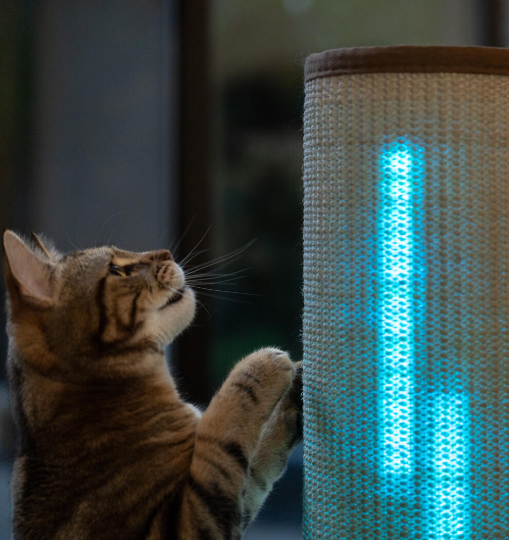 Katt som klør på et høyt siasl-skrapestativ med blå lys