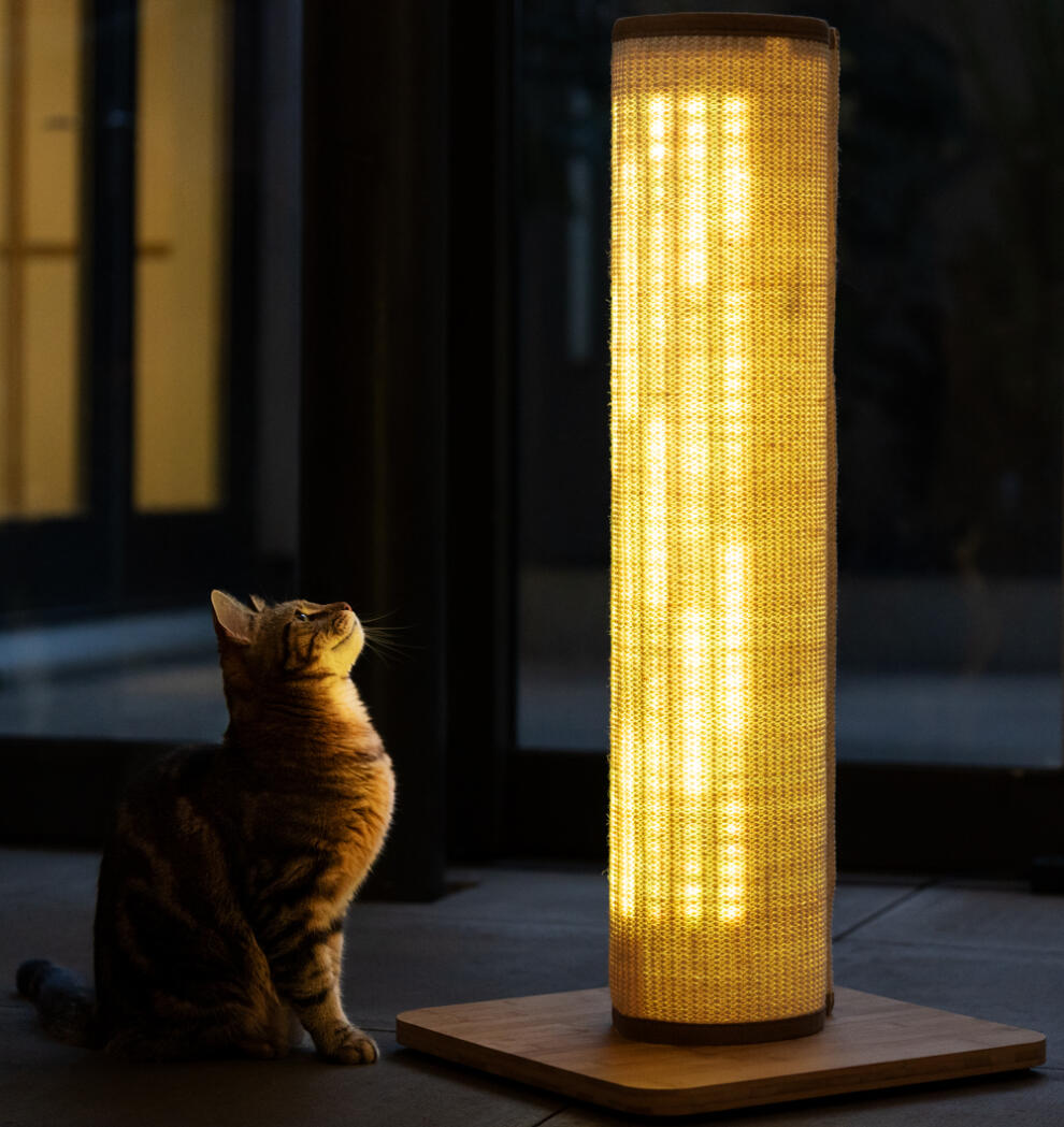 Katt som ser opp på en glødende, høy kattekloreklotter