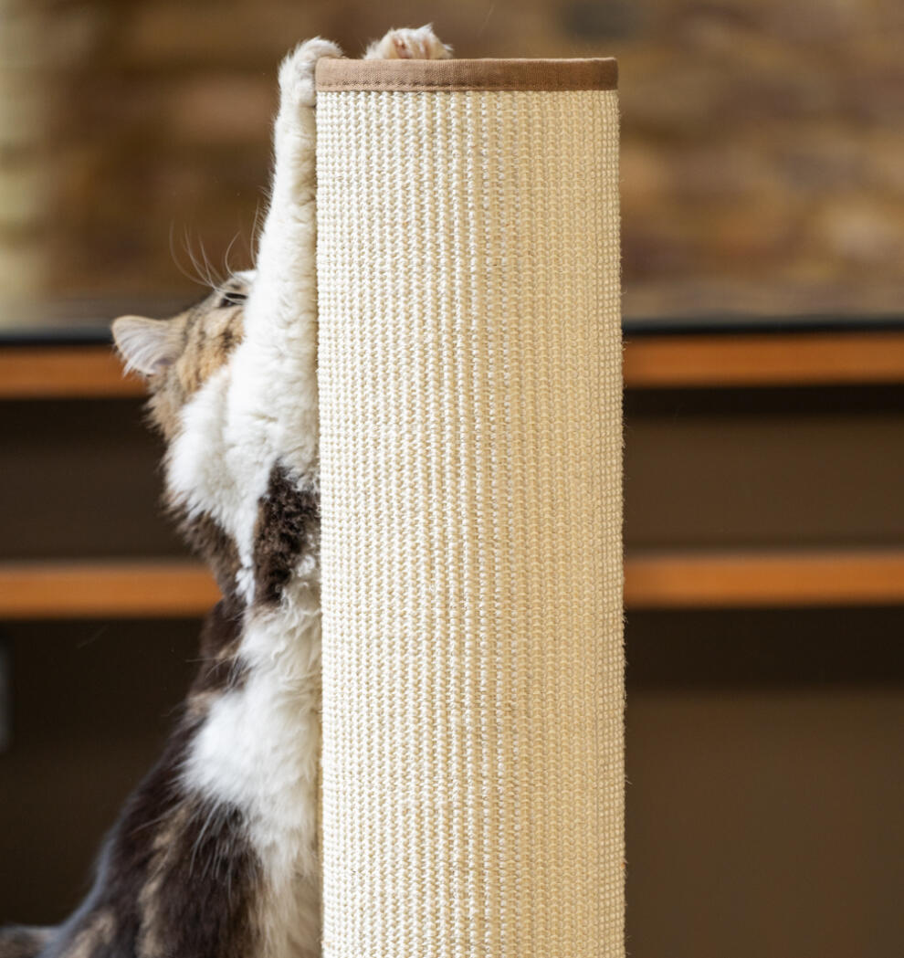 Katt bruker høy kattekløer til å strie klørne med