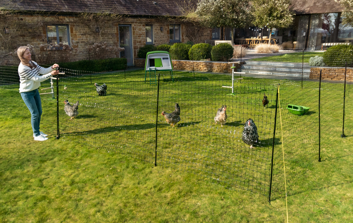 Høns inngjerdet i hagen med Omlets hønsegjerde