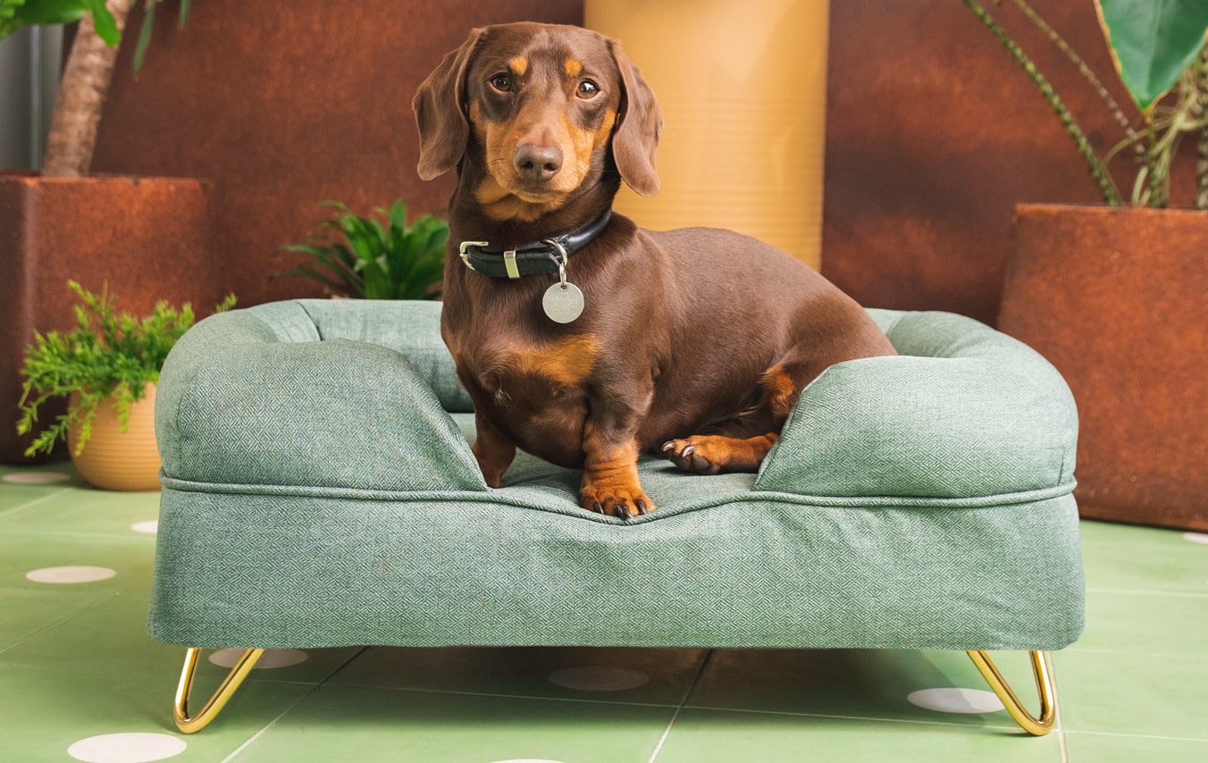 tekel in a green bolster dog bed by Omlet