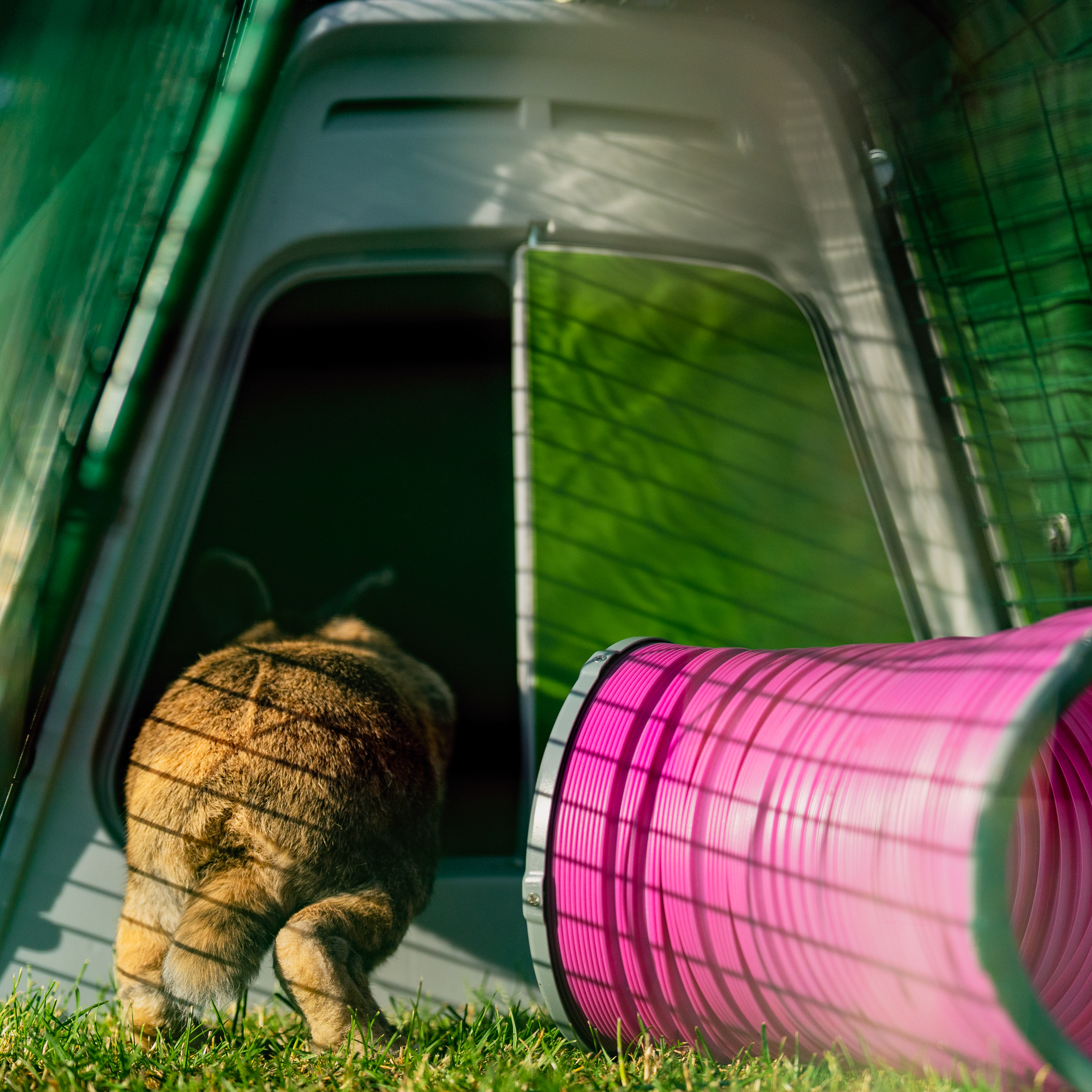 Kanin hopper inn i en Eglu Go-hytte ved siden av en rosa leketunnel.