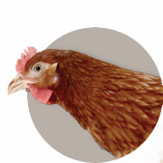 Informasjon om høns, ender og vaktler