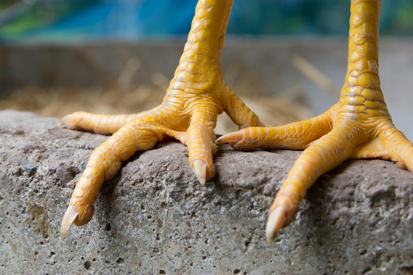 A close up of a Healthy Pair of Chicken Feet