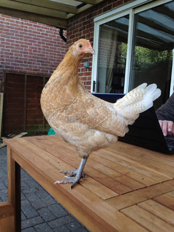 Denise Howarth's lovely posing Chamois Pencilled Fresian hen named Lolly