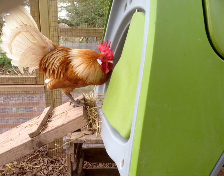 Stephanie Croft's wonderful Friesian Cockerel entering his Eglu Classic Chicken Coop