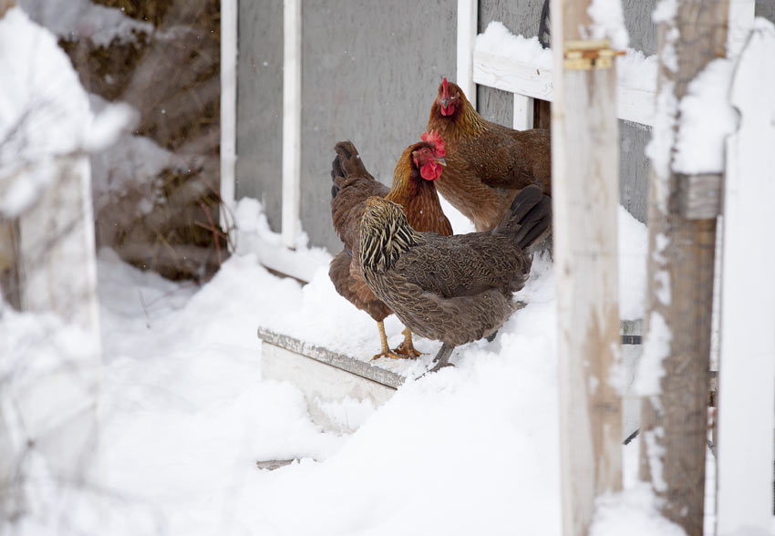 Three hens adventuring outside across the snow