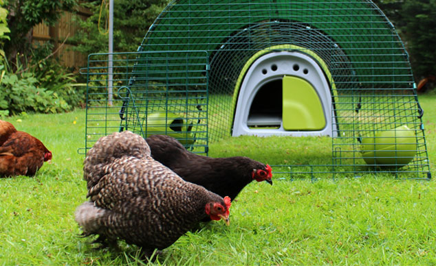 A green Eglu Classic Chicken Coop looks great in the garden and your chickens will absolutely love it