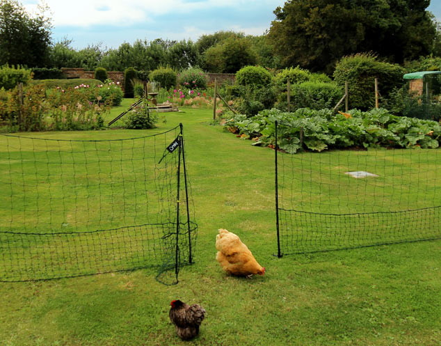 Two beautiful Bantams searching the garden for some worms and grubs