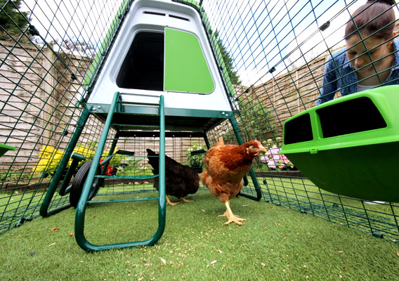 Your chickens will be safe and secure from all the dangers outside in their Omlet Chicken Run