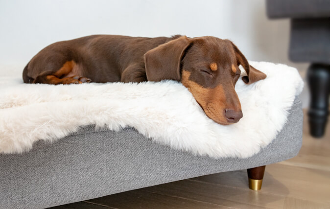 Skjem bort hunden din med en ny overmadrass for deres unike, stilige seng
