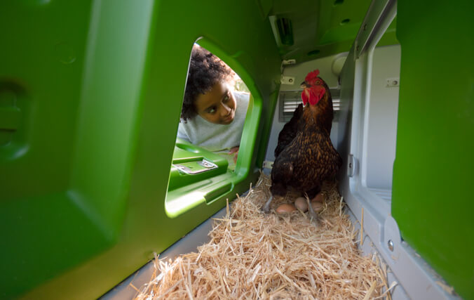 boy looking in on hen laying eggs in green chicken coop