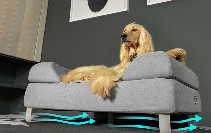 Hund som ligger i hevet topology hundeseng med føtter for å forbedre luftstrømmen og hygienen