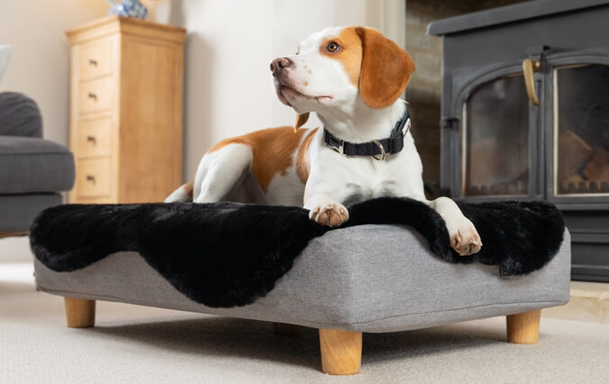 En beagle i memory foam topology hundesengen med myk svart saueskinns overmadrass og treføtter