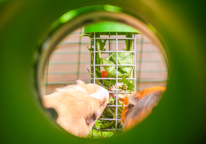 A guinea pig eating fresh food from the Caddi feeder