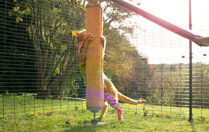 Katt som leker i luftegården sin med det utskiftbare sisal klore tilbehøret til Freestyle utendørs katte klatretreet