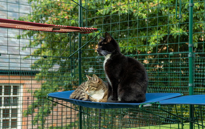 Katter som slapper av i en kattehylle i stoff inne i en kattegård