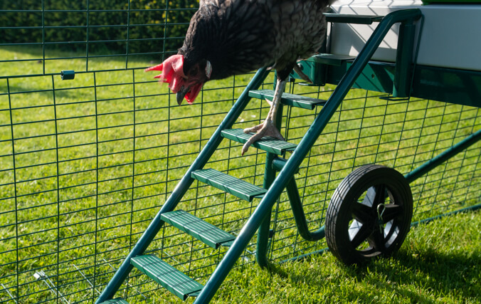 Ei høne som går ned den nye og forbedrede Eglu Go UP-stigen med antiskli-grep.