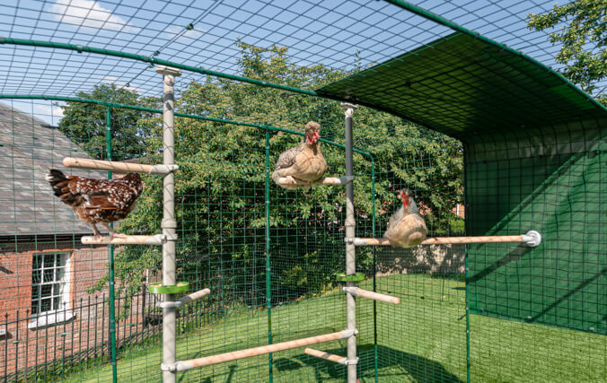 Høner som leker inne i omlets Walk Inn luftegård med tilbehøret PoleTree hønse vagle system