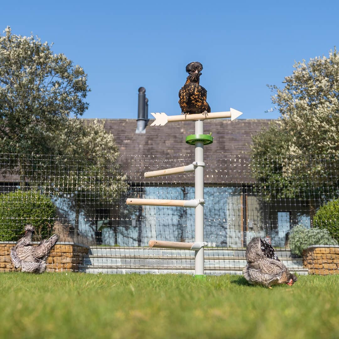 Høne flokker som leker med hønse leker og sitter i hage Frittstående Hønse Vagle Treet