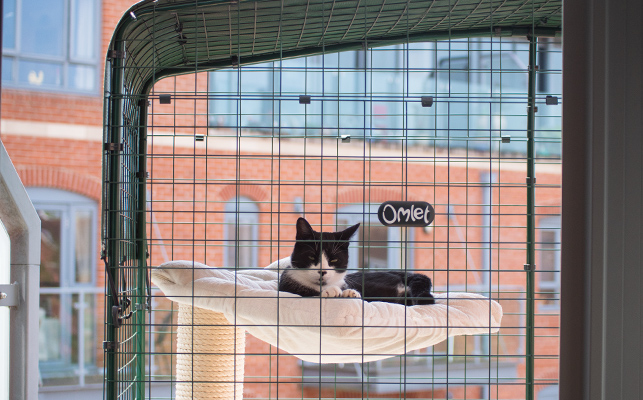 En katt som sover fredelig i balkong-luftegården i skyggen av allværstrekket