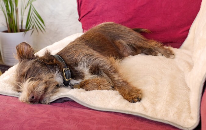 En liten hund som sover oppå en sofa, der eieren har brukt det luksuriøse hundeteppet i plysj og sherpa for å beskytte møbelet mot hundehår og skitt.