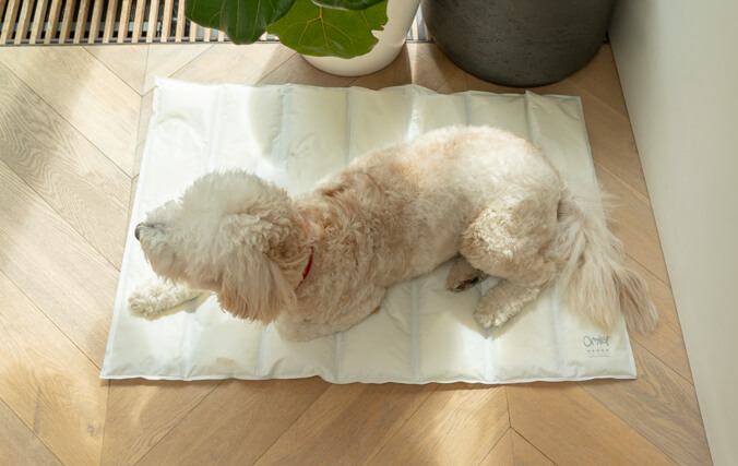 Hunder i alle aldre vil elske å hvile på den revne-resistante matten.