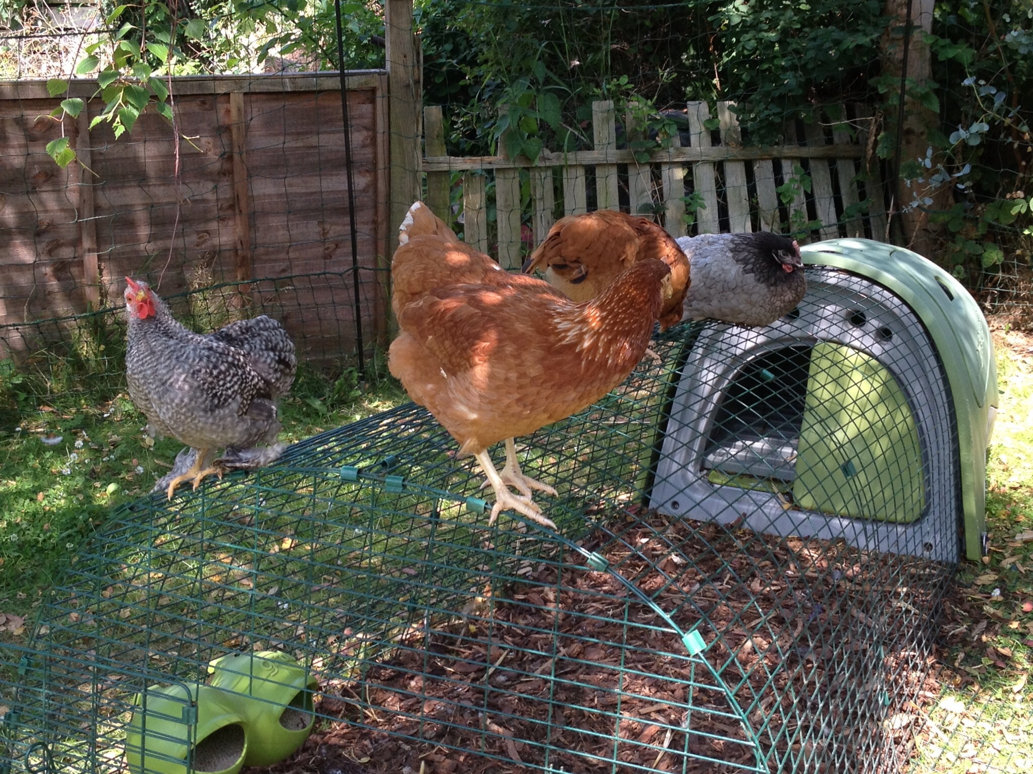 Emilia Taylor's hens enjoying some shade in the back garden