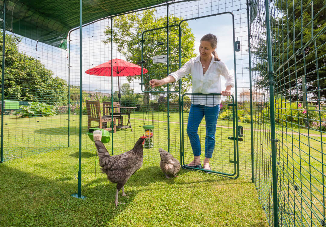 Kvinne ser inn på hønene sine i omlet walk in luftegård utvidelsen