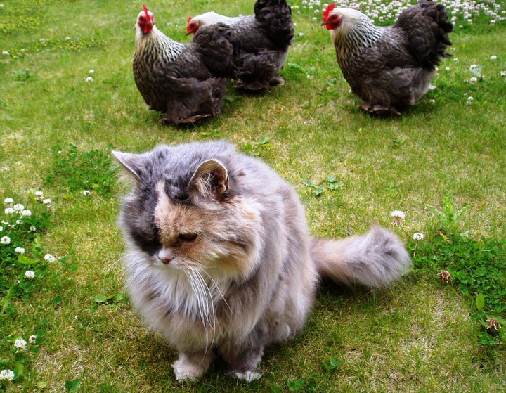 Introducing your new pet chickens to your cats and dogs can be very easy