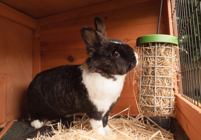 En svart og en hvit kanin spiser mat fra den interaktive Caddi kaninmateren i en Eglu kaningård