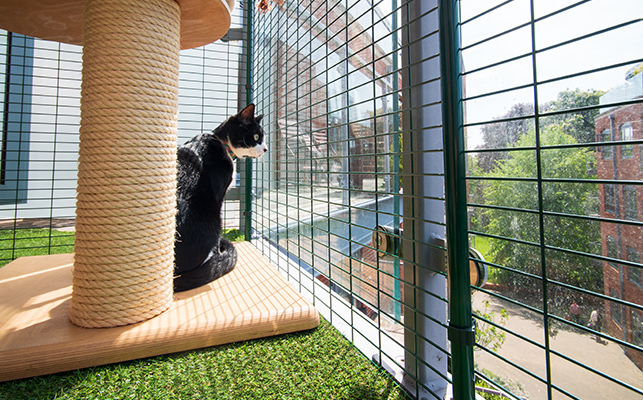En katt som sitter ved siden av et klorestativ inni balkong-luftegården
